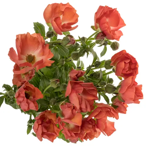 Ranunkel dunkel orange/orange Magical Salmousse 25 Gramm 70cm