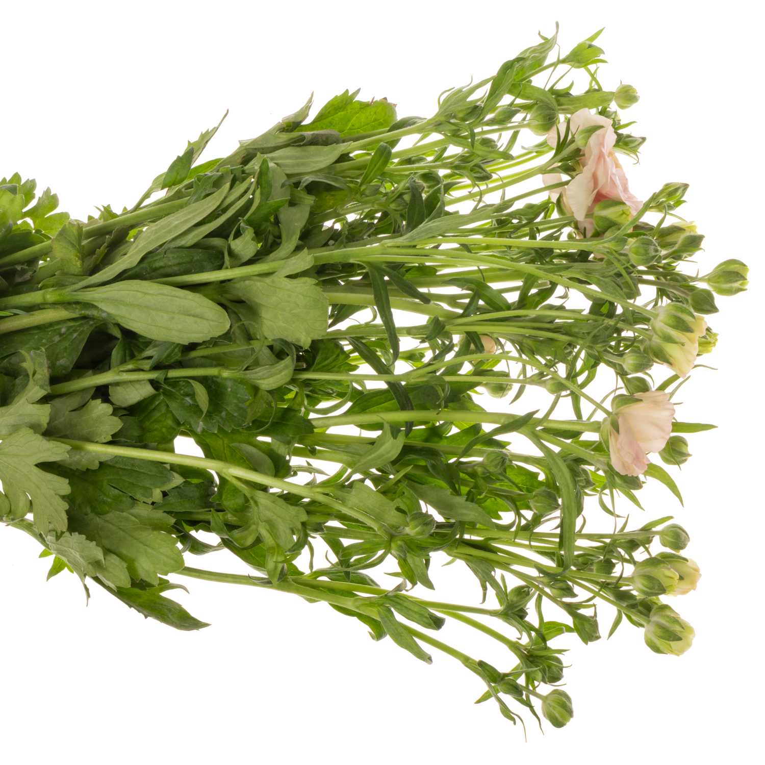 Ranunkel orange Magical Salmousse 60cm