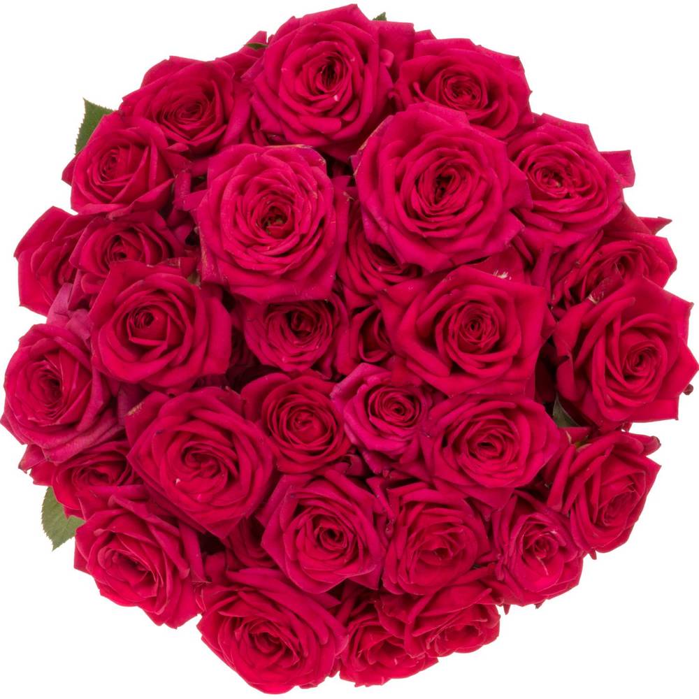Rose verzweigt fuchsia Quincy 5+Blüte 70cm