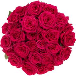 Rose verzweigt fuchsia Quincy 5+Blüte 70cm