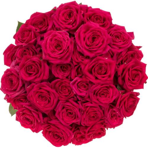 Rose verzweigt fuchsia Quincy 5+Blüte 70cm