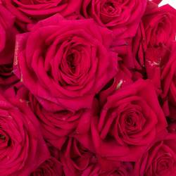 Rose verzweigt fuchsia Quincy 5+Blüte 70cm