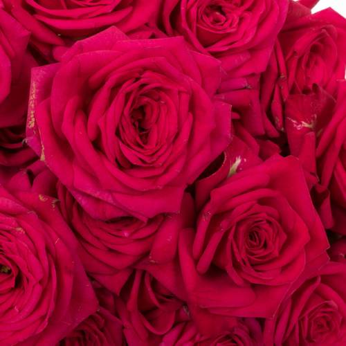 Rose verzweigt fuchsia Quincy 5+Blüte 70cm