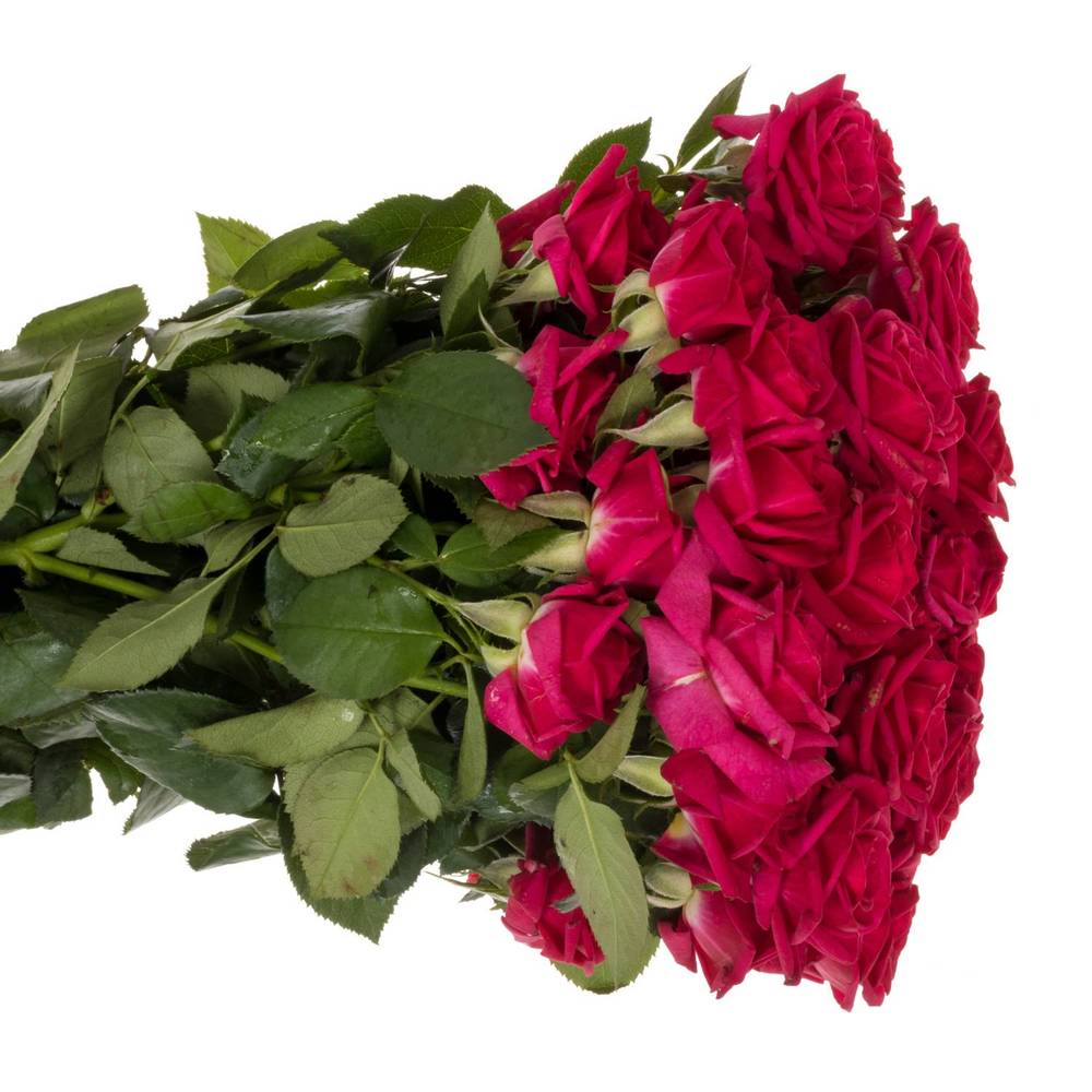Rose verzweigt fuchsia Quincy 5+Blüte 70cm