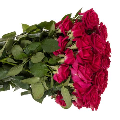 Rose verzweigt fuchsia Quincy 5+Blüte 70cm