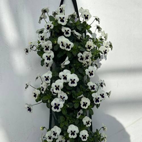 Hornveilchen weiss mit schwarze Auge Wandhänger H025