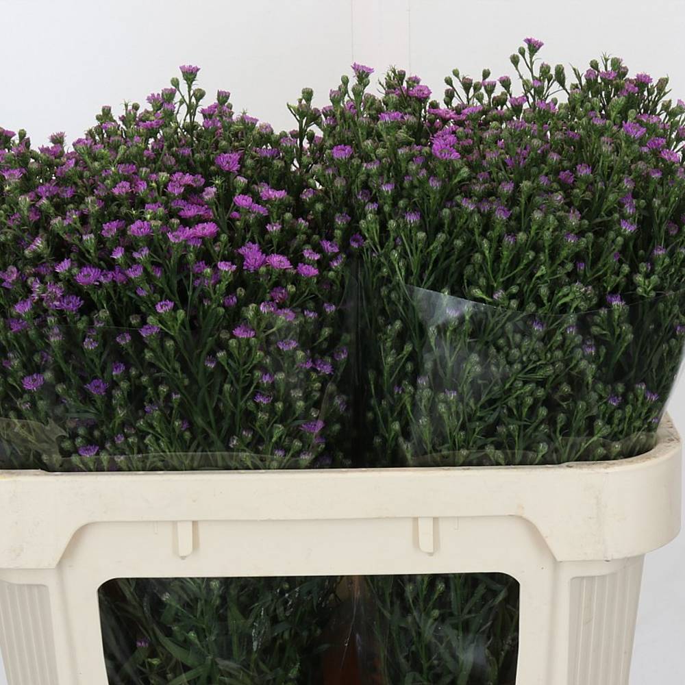 Aster Baby Pink rosa 30 Gramm 70cm