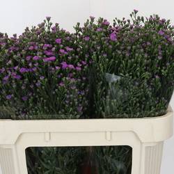 Aster Baby Pink rosa 30 Gramm 70cm