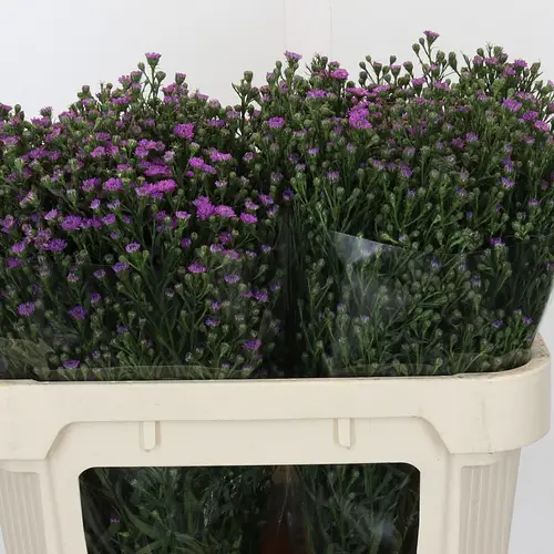 Aster Baby Pink rosa 30 Gramm 70cm