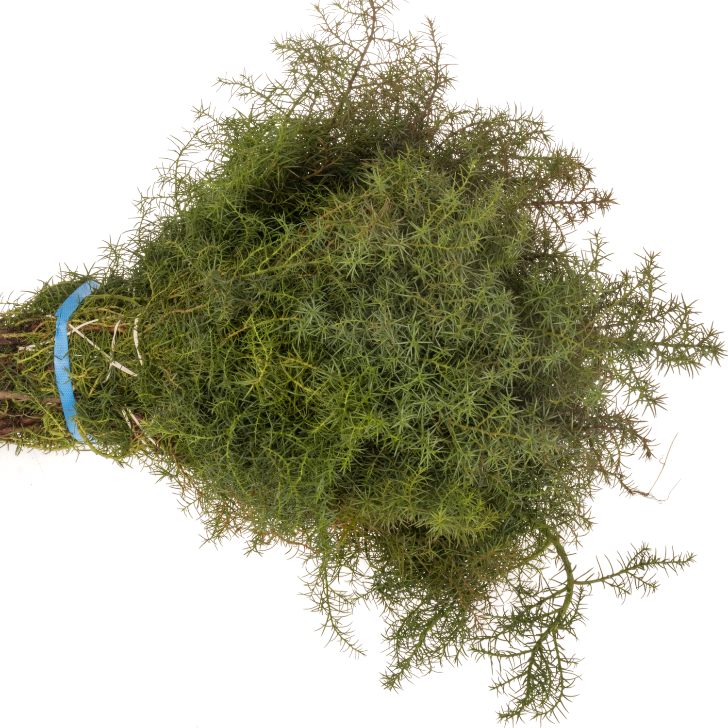Cryptomeria rot 40cm 400 gramm bund