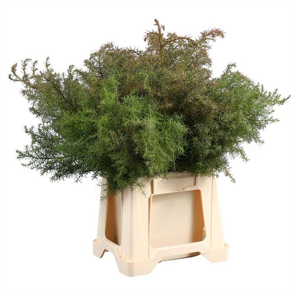 Cryptomeria rot 40cm 400 gramm bund