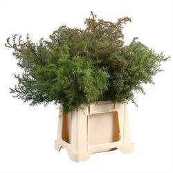 Cryptomeria rot 40cm 400 gramm bund
