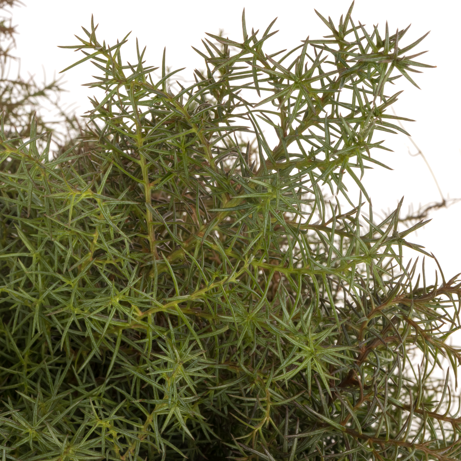 Cryptomeria rot 40cm 400 gramm bund