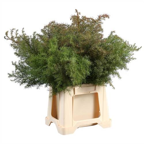 Cryptomeria rot 40cm 400 gramm bund