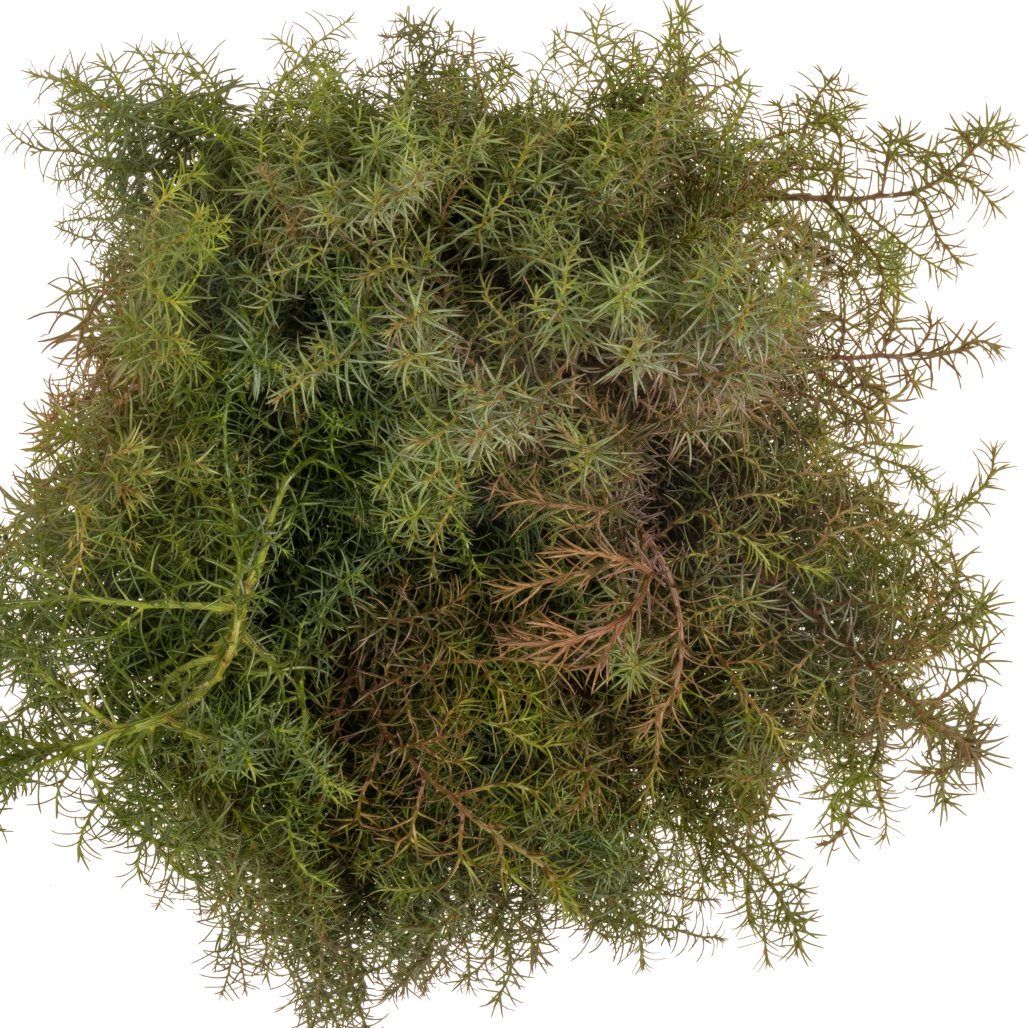 Cryptomeria rot 40cm 400 gramm bund
