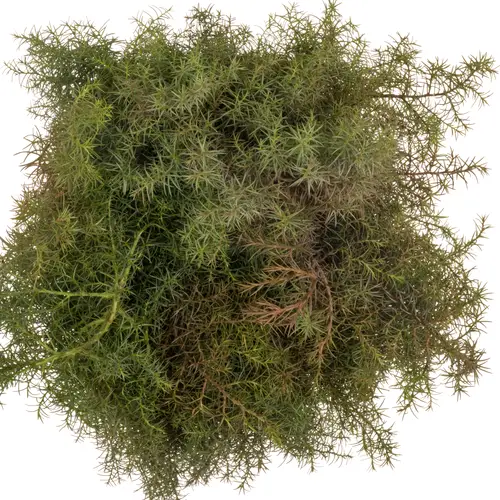 Cryptomeria rot 40cm 400 gramm bund