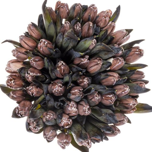 Tulpe braun/Brownie gefärbt vip 32 Gramm