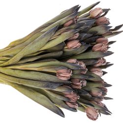 Tulpe braun/Brownie gefärbt vip 32 Gramm