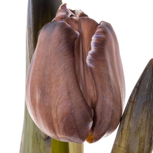 Tulpe braun/Brownie gefärbt vip 32 Gramm