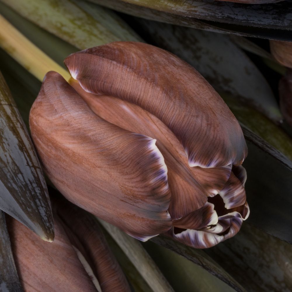 Tulpe braun/Brownie gefärbt vip 32 Gramm