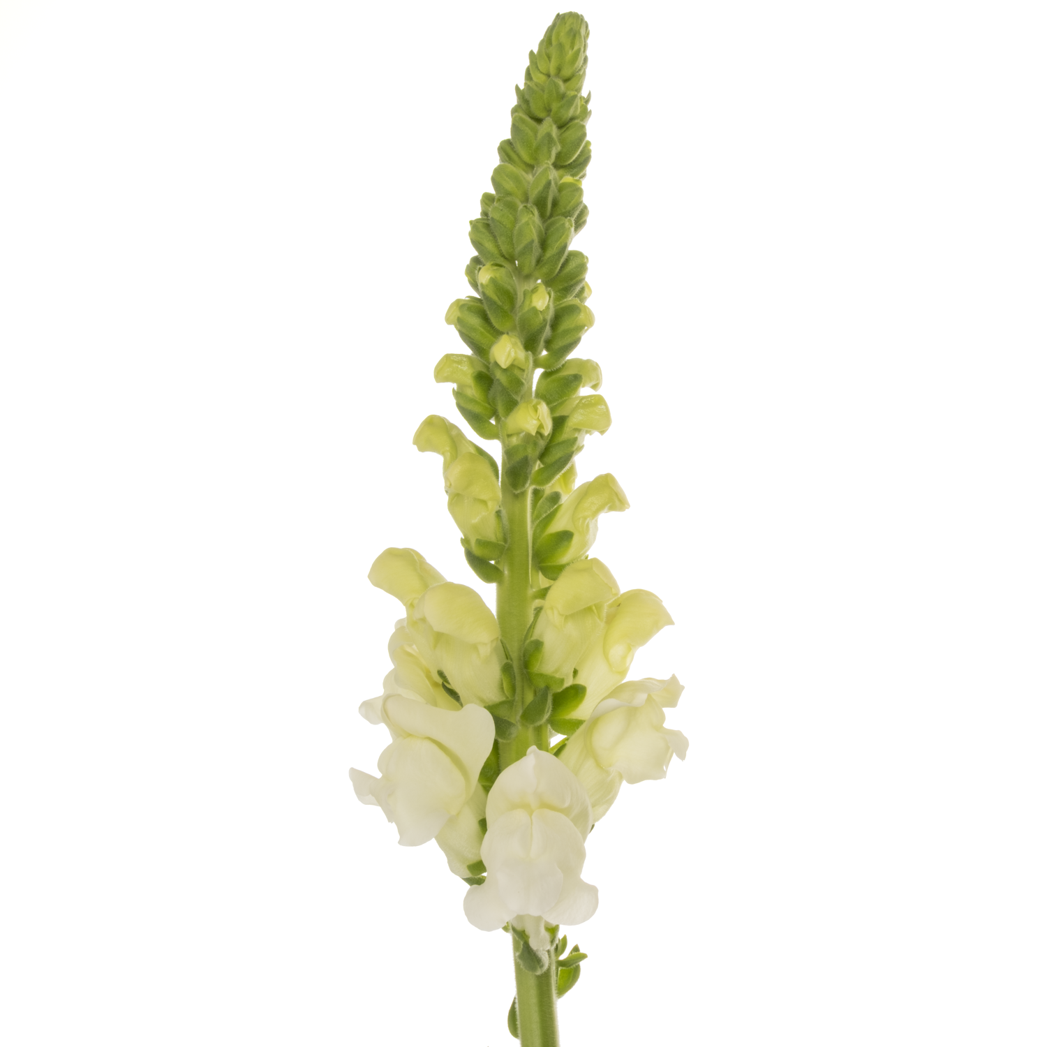 Löwenmaul  weiss Antibes White 80cm