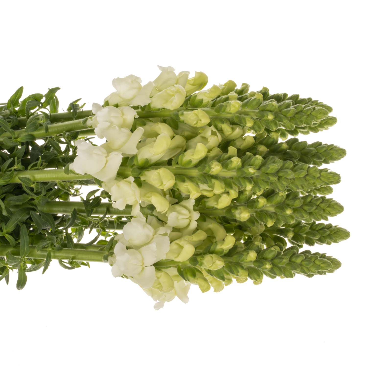 Löwenmaul  weiss Antibes White 80cm