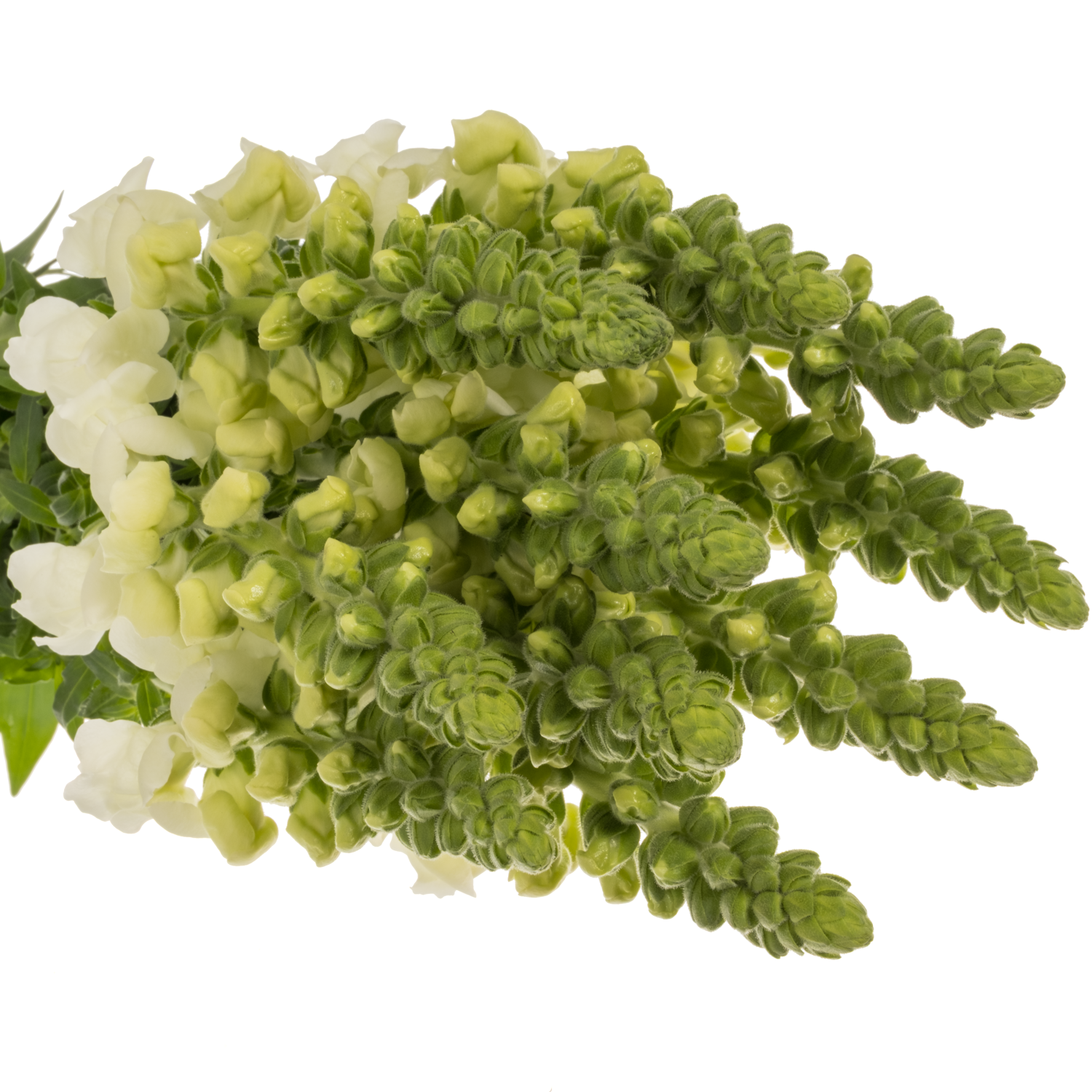 Löwenmaul  weiss Antibes White 80cm