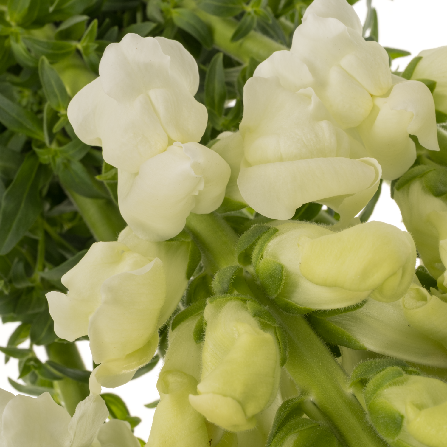 Löwenmaul  weiss Antibes White 80cm