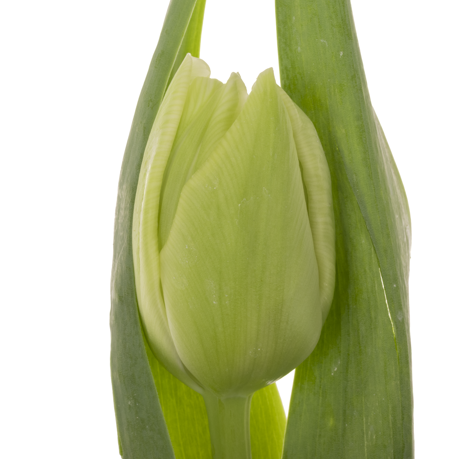 Tulpe creme doppel Avant Garde 36 Gramm