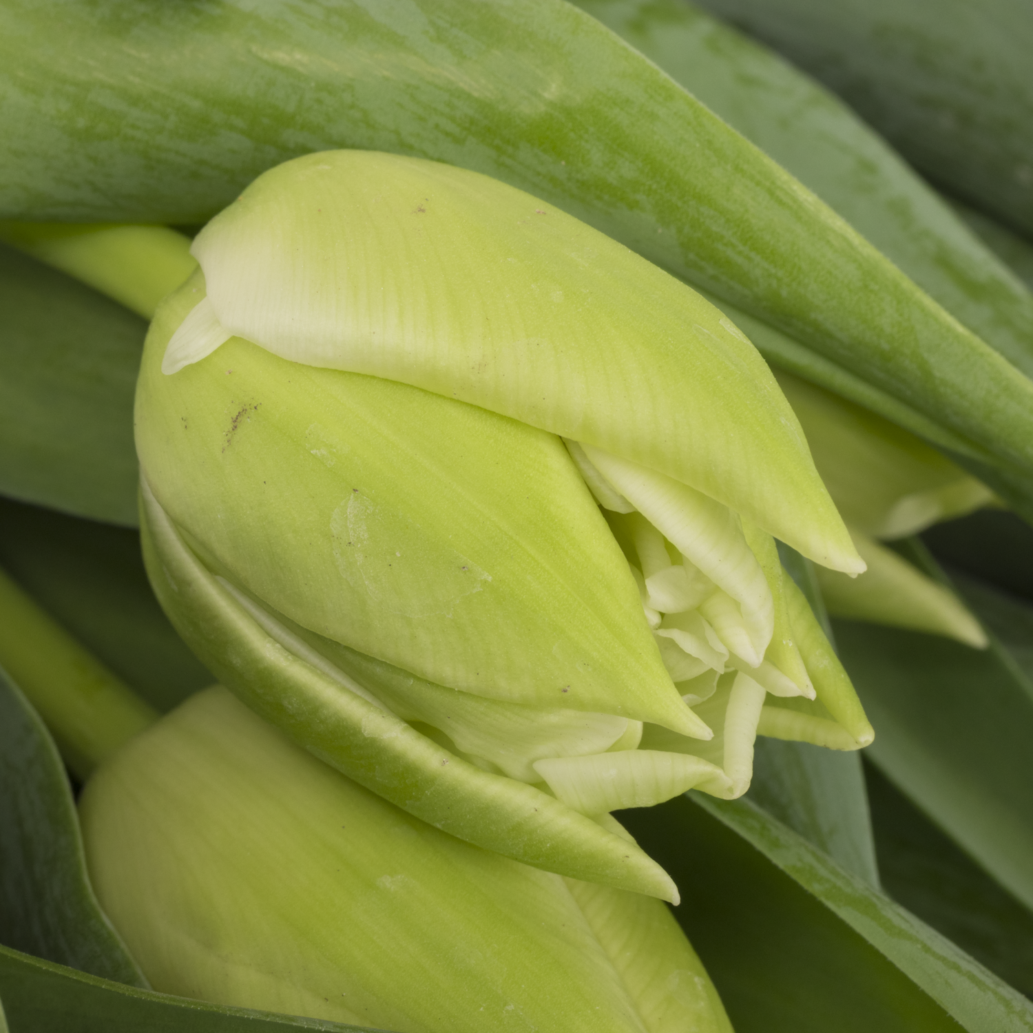 Tulpe creme doppel Avant Garde 36 Gramm