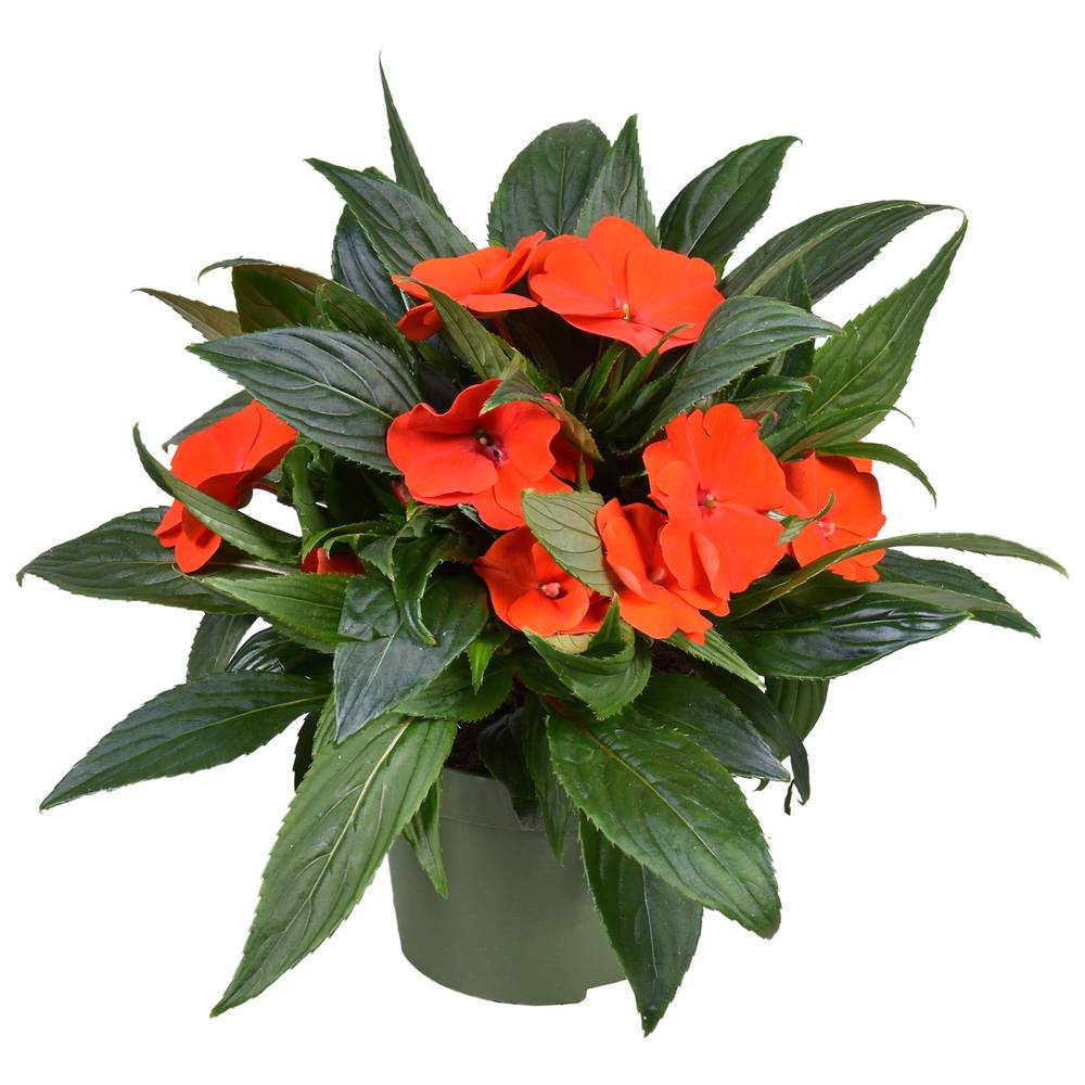 Impatiens Neu Guinea dunkel orange T13 H025