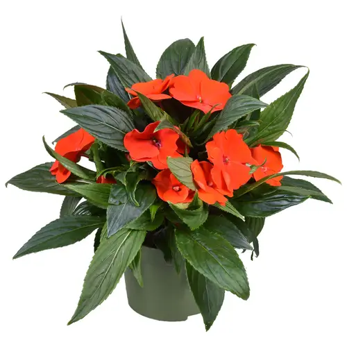 Impatiens Neu Guinea dunkel orange T13 H025