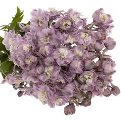 Delphinium lila Dewi Flamingo 65cm