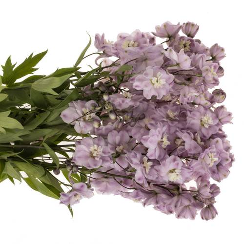 Delphinium lila Dewi Flamingo 65cm