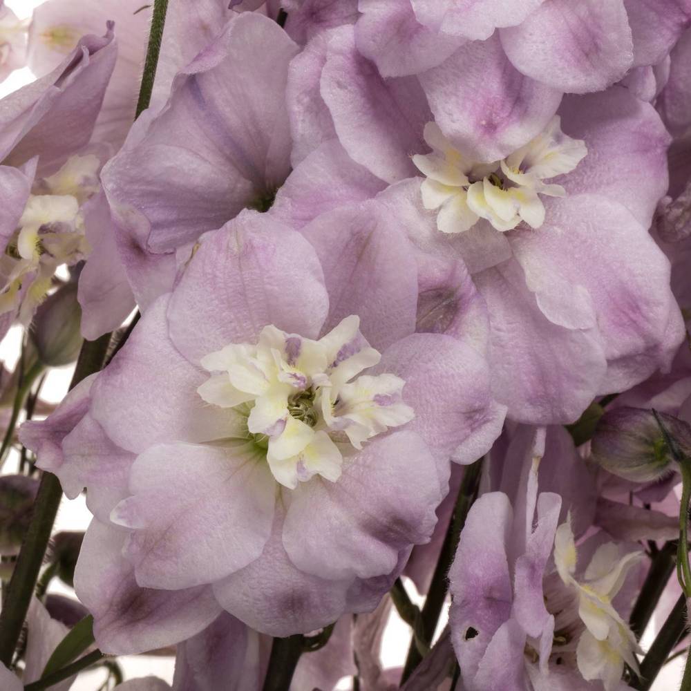 Delphinium lila Dewi Flamingo 65cm