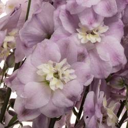 Delphinium lila Dewi Flamingo 65cm
