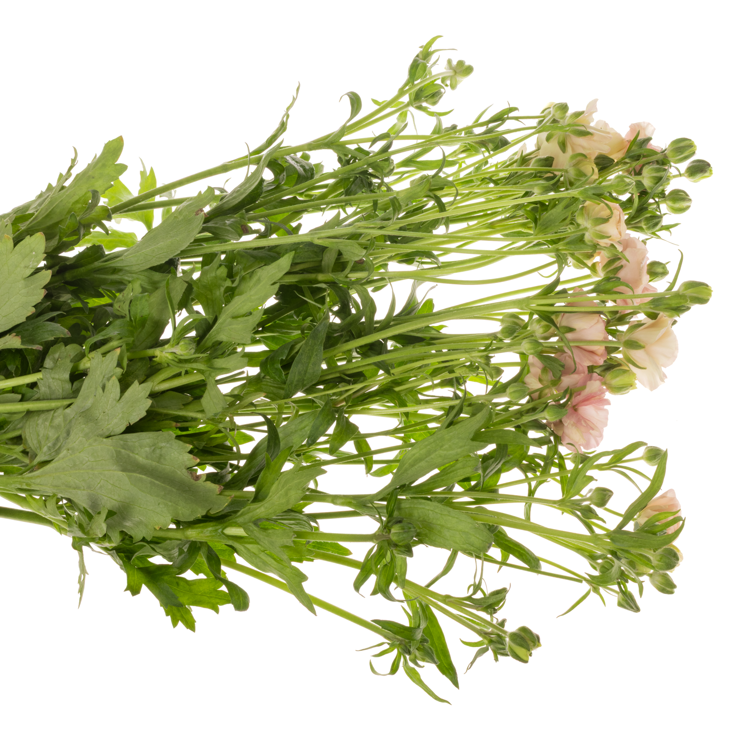 Ranunkel creme  Magical Mascarpone 70cm