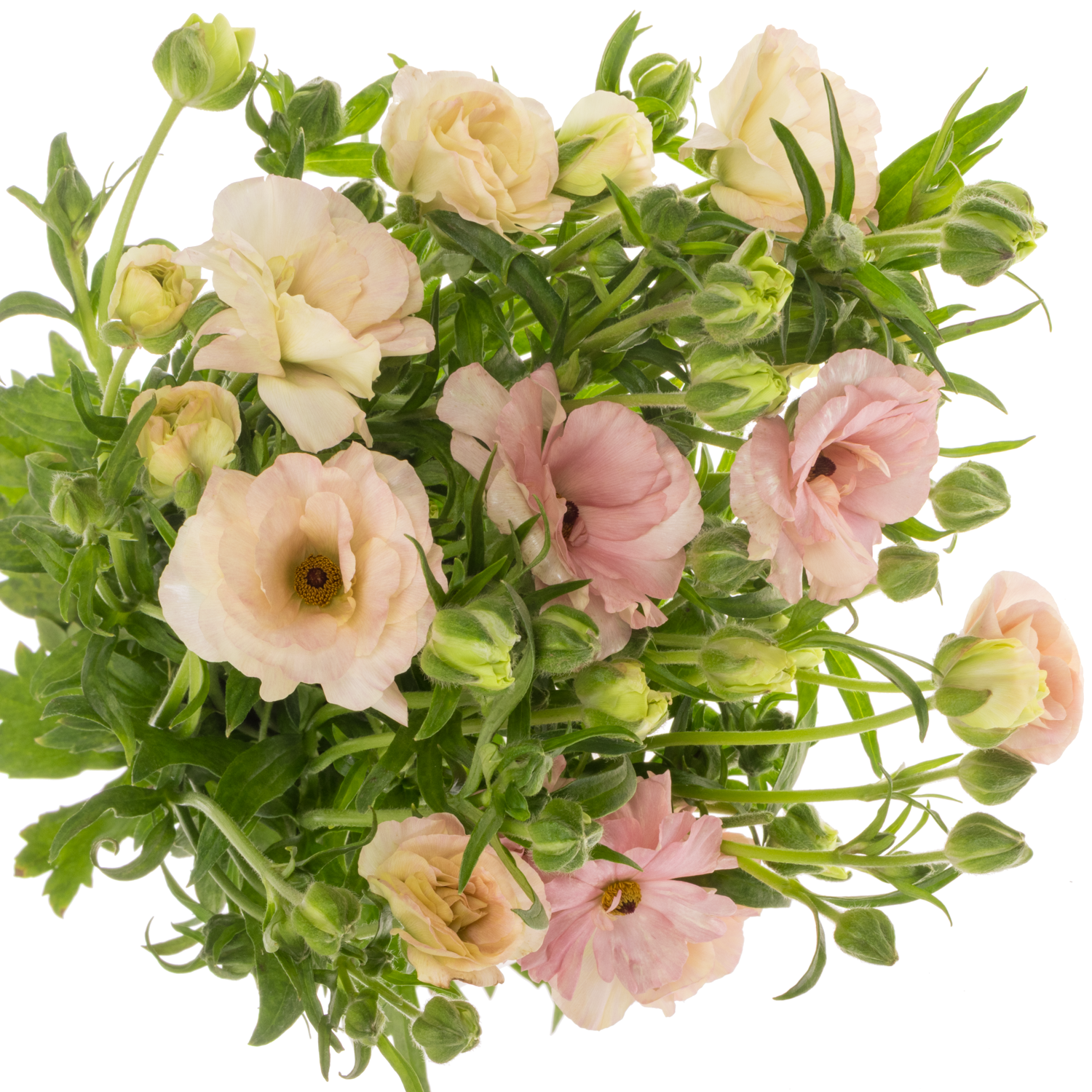 Ranunkel creme  Magical Mascarpone 70cm