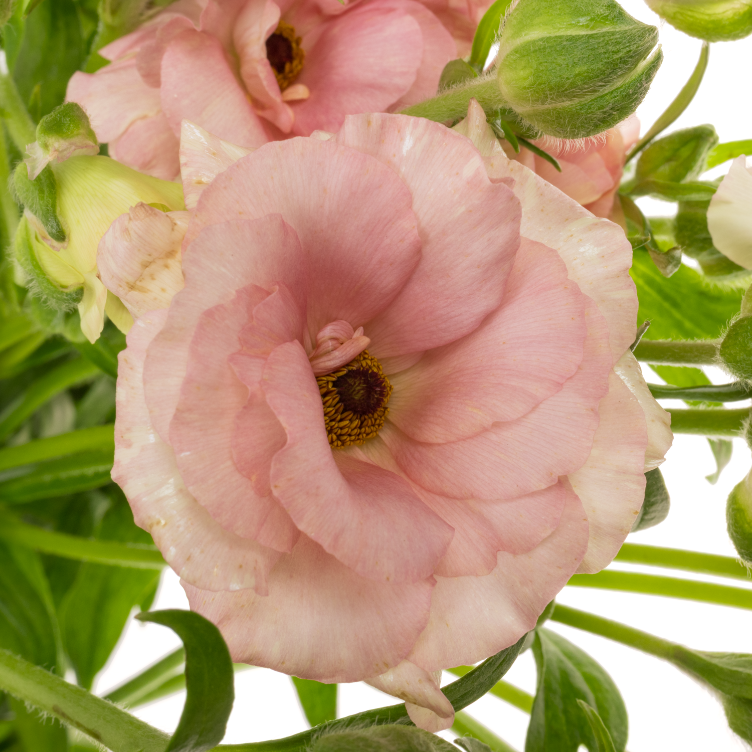 Ranunkel creme  Magical Mascarpone 70cm