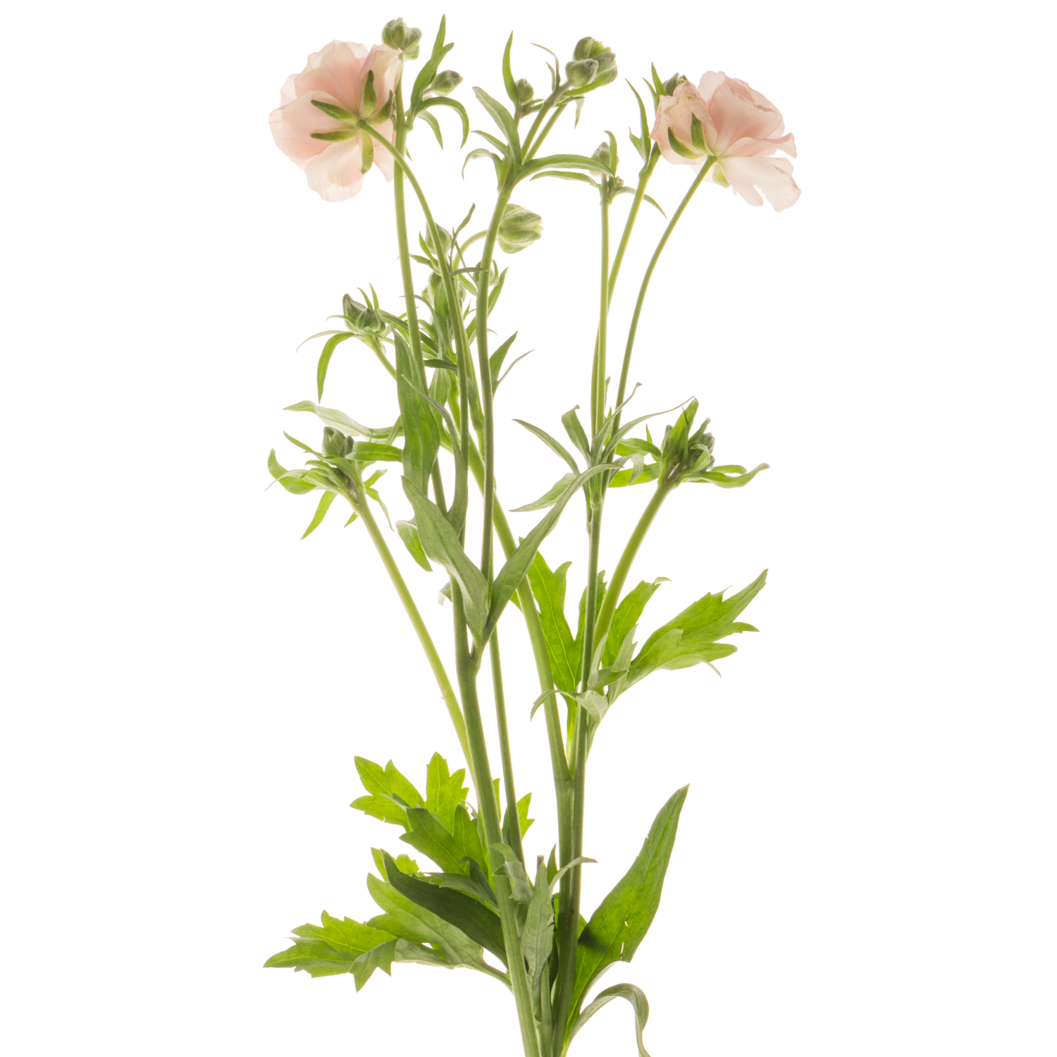 Ranunkel creme  Magical Mascarpone 70cm