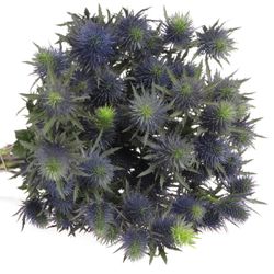 Distel blau Alpine Supernova 50cm