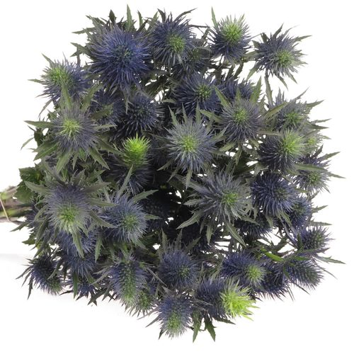 Distel blau Alpine Supernova 50cm