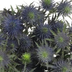 Distel blau Alpine Supernova 50cm