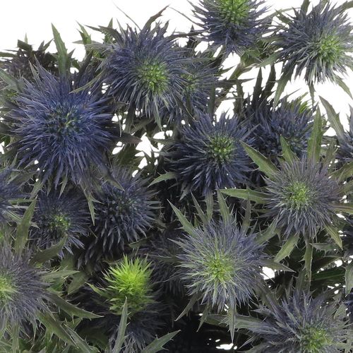 Distel blau Alpine Supernova 50cm