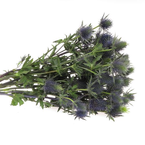 Distel blau Alpine Supernova 50cm