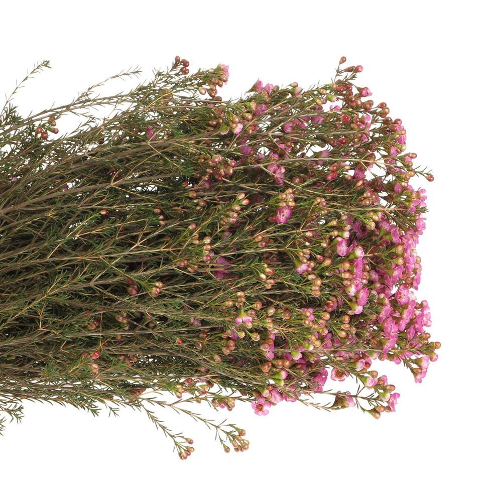 Wachsflower rosa Adi 40 zgramm 80cm