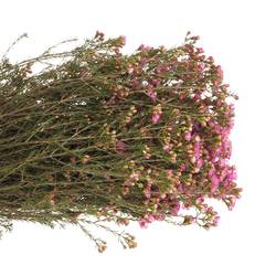 Wachsflower rosa Adi 40 zgramm 80cm