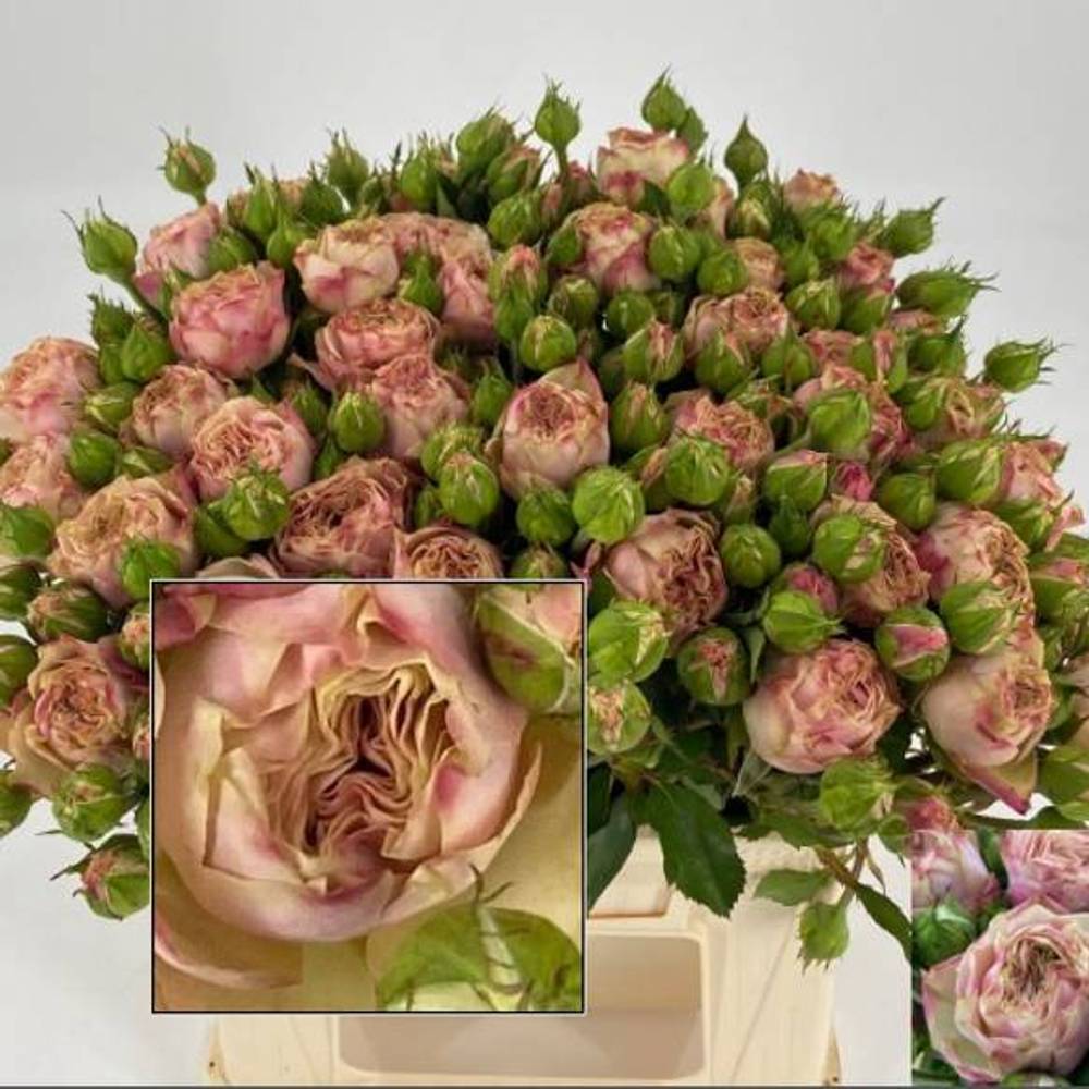 Rose Freiland rosa/hell grün Tabaluga 2+Blüte 35cm