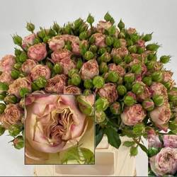 Rose Freiland rosa/hell grün Tabaluga 2+Blüte 35cm