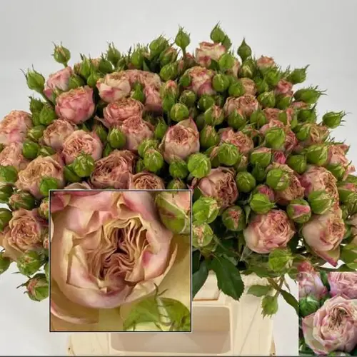 Rose Freiland rosa/hell grün Tabaluga 2+Blüte 35cm
